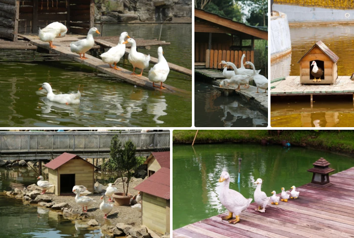 10 Best Diy Duck House Ideas for 2025