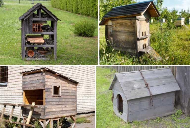Chicken Coop Plans that you can must try